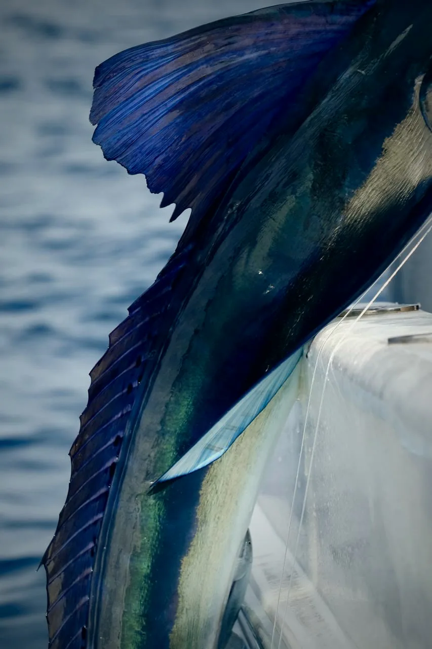 Sailfish iridescent body alongside the boat