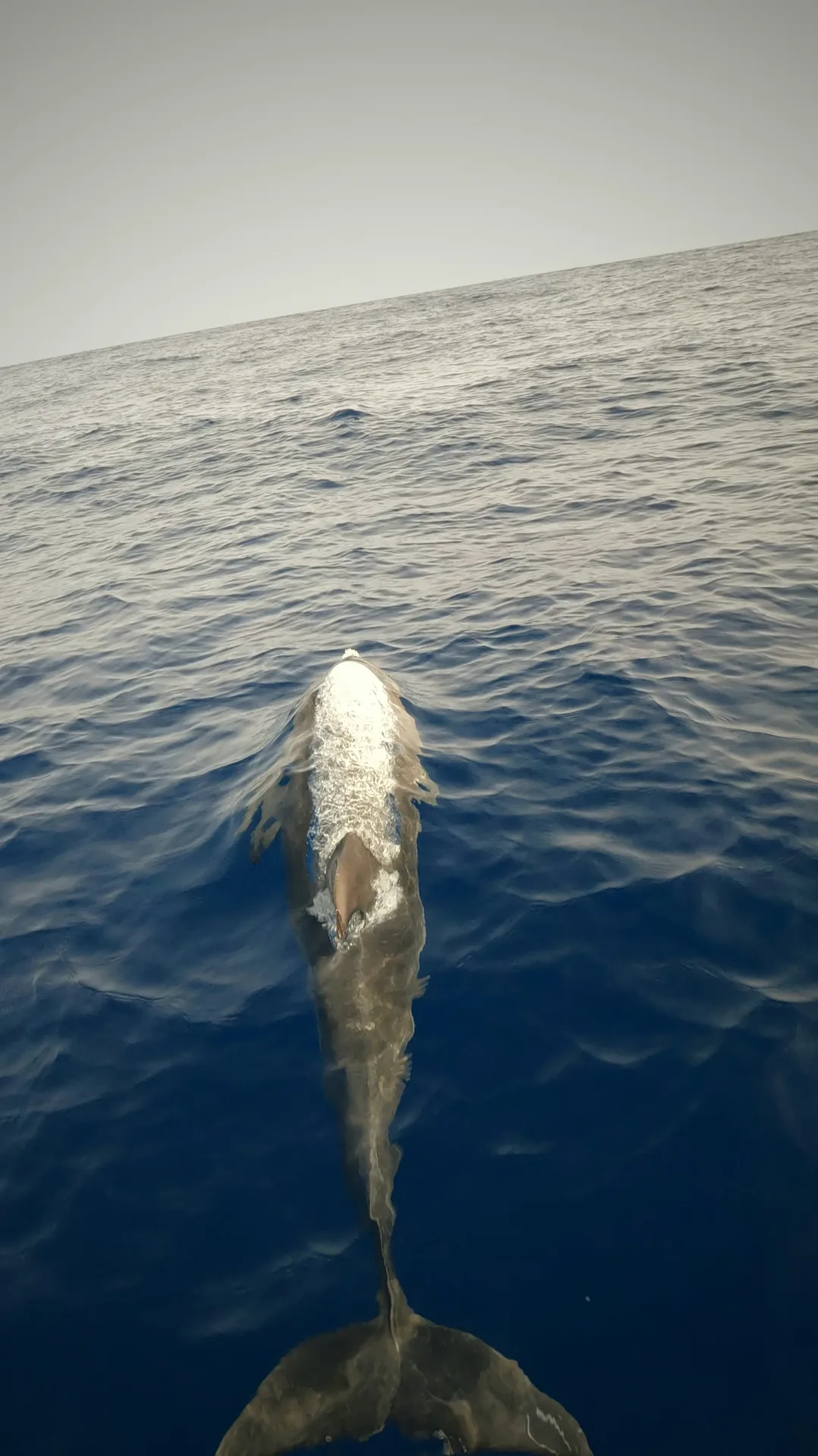 Dolphin in the wake